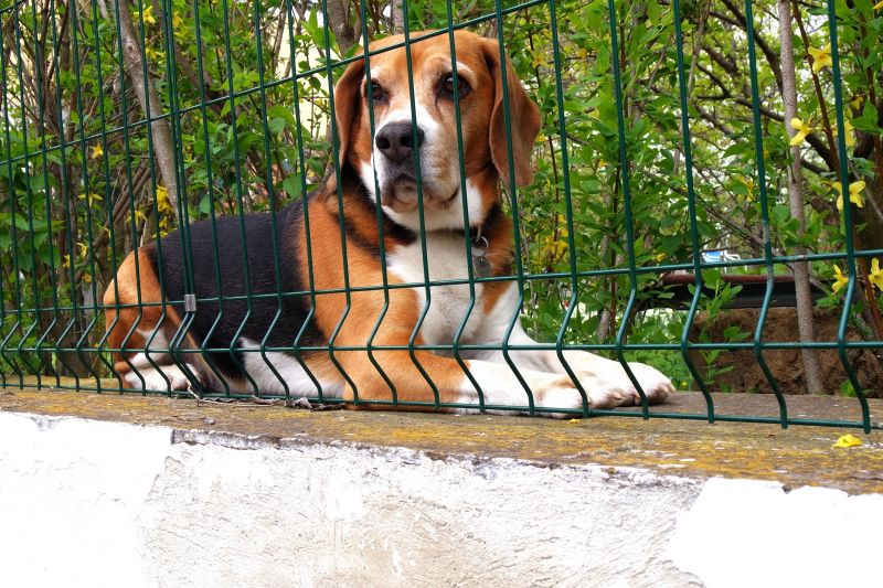 Garden Wire Mesh Fence